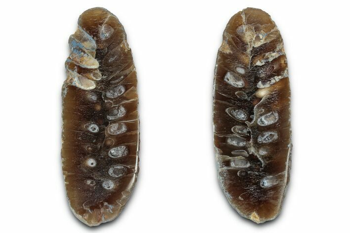 Cut & Polished Fossil Cycadophyte Cone - Boujdour, Morocco #346847